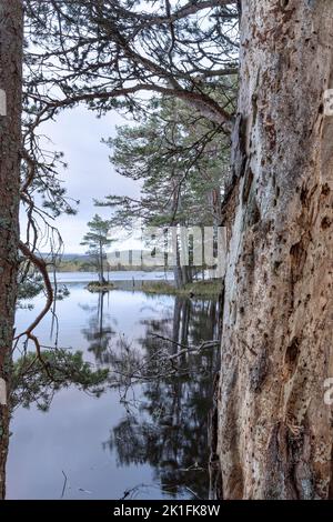 Loch Garten dans le parc national de Cairngorms. Banque D'Images