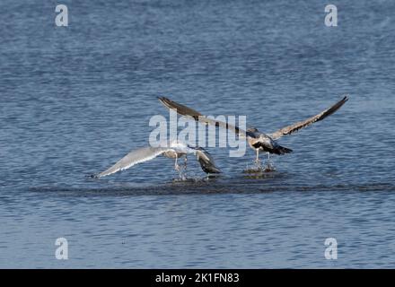 Le Goéland argenté adulte (Larus argentatus) tente de voler le petit crabe du Goéland argenté juvénile Banque D'Images