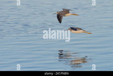 Le grand Yellowlegs (Tringa melanoleuca) en flght Banque D'Images