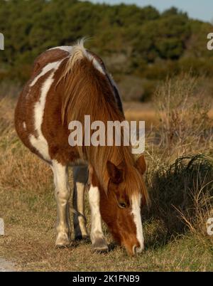 Poney Chincoteague (Equus ferus caballus) Banque D'Images