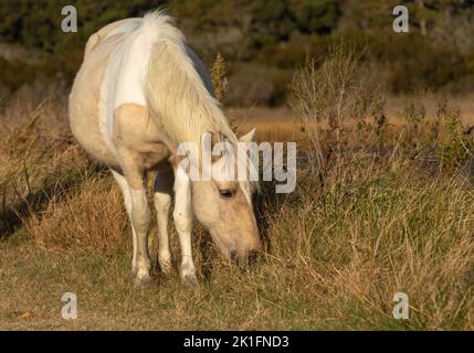 Poney Chincoteague (Equus ferus caballus) Banque D'Images