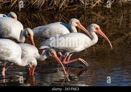 Ibis blanc (Eudocimus albus) Banque D'Images