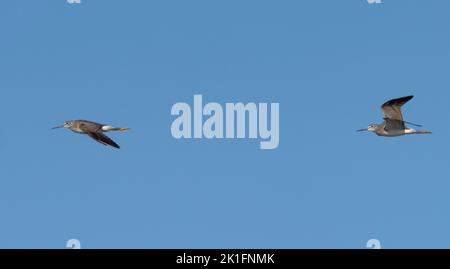 Greater Yellowlegs (Tringa melanoleuca) en vol Banque D'Images