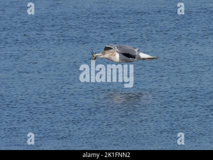 Goéland argenté (Larus argentatus) en vol au-dessus de l'eau avec du crabe dans le bec Banque D'Images