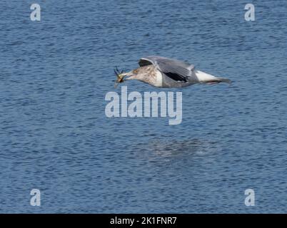 Goéland argenté (Larus argentatus) en vol au-dessus de l'eau avec du crabe dans le bec Banque D'Images