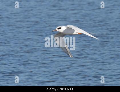 La Sterne de Forster (Sterna forsteri) en vol Banque D'Images