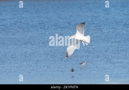 Goéland argenté (Larus argentatus) en vol Banque D'Images