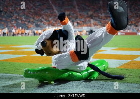 17 septembre 2022: La mascotte des volontaires du Tennessee combat un alligator gonflable en préparation pour le prochain match contre les Gators de Floride sur 24 septembre pendant le match de football de la NCAA entre l'Université des volontaires du Tennessee et l'Université d'Akron zips au stade de Neyland à Knoxville TN Tim Gangloff/CSM Banque D'Images