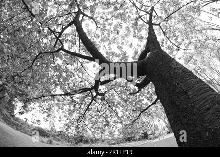 Photo en bas angle en niveaux de gris d'un arbre à Essen, en Allemagne Banque D'Images