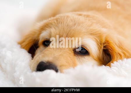 Mignon petit chiot Blonde allongé sur une couverture blanche. C'est une race de Hovawart élevés en Allemagne comme chien de garde. Banque D'Images