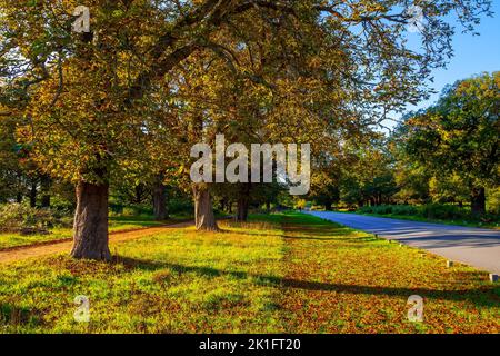 Belle allée du parc royal en automne, à Richmond Park, à Londres, au Royaume-Uni Banque D'Images