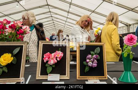 Ripon, North Yorkshire, 18th septembre 2022. Le dernier jour du spectacle de fleurs d'automne de Harrogate. Crédit photo: ernesto rogata/Alay Live News Banque D'Images