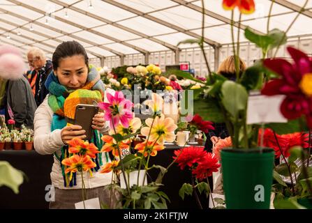 Ripon, North Yorkshire, 18th septembre 2022. Le dernier jour du spectacle de fleurs d'automne de Harrogate. Crédit photo: ernesto rogata/Alay Live News Banque D'Images