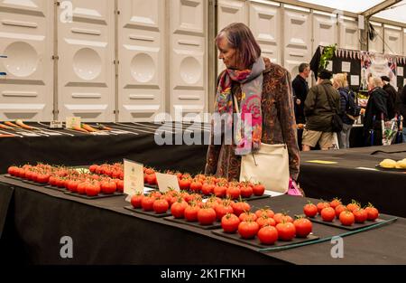 Ripon, North Yorkshire, 18th septembre 2022. Le dernier jour du spectacle de fleurs d'automne de Harrogate. Les visiteurs regardent les légumes massifs exposés. Crédit photo: ernesto rogata/Alay Live News Banque D'Images