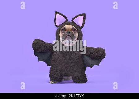 Costume de chien d'Halloween. Bulldog français portant un drôle de costume de chauve-souris fait maison sur fond violet Banque D'Images