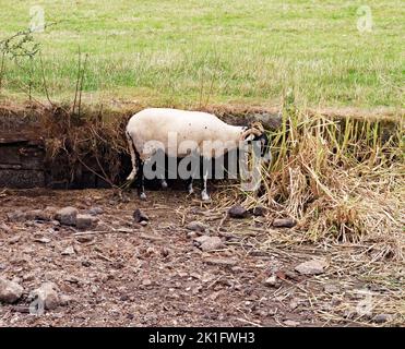 Un mouton qui broutage sur les roseaux dans un étang de côté sec sur le vol de Bosley des écluses qui sont fermées aux bateaux en raison du manque d'eau après un hiver sec Banque D'Images