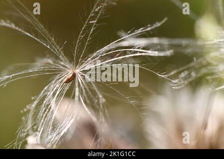 Thistle Seed, Kilkenny, Irlande Banque D'Images