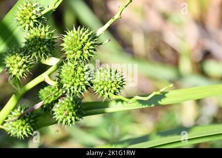 Gros plan d'une plante verte, Kilkenny, Irlande Banque D'Images