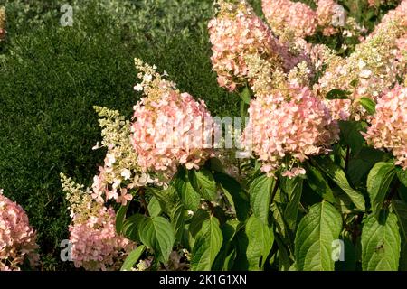 Hydrangea 'Pinky Winky', Rose, fleurs, panicule Hydrangea floraison dans le jardin, panicules Hydrangeas Banque D'Images