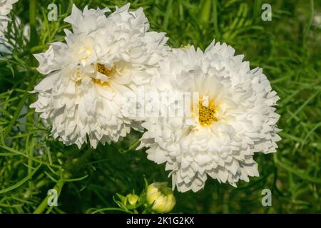 Cosmos bipinnatus commun 'Double Click Snow Puff', Garden cosmos Flower, blanc, Blooms Banque D'Images