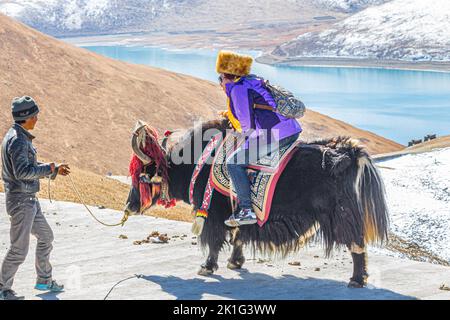 Dame de la circonscription d'un yak également connu comme un taureau ou un taureau dans la région du lac de yamdrok au tibet en chine Banque D'Images