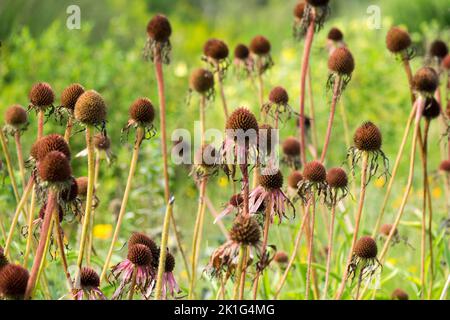 Têtes de graines séchées, fleurs des conées, échinacea pallida, fleurs des conées, échinacées, Têtes de couture Banque D'Images