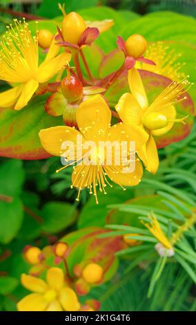 Fleurs jaunes avec de nombreuses étamines d'un chèvrefeuille en fleur (Lonicera) dans un jardin Banque D'Images