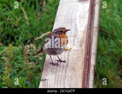 European Robin (Erithacus rubecula aux abords) Banque D'Images