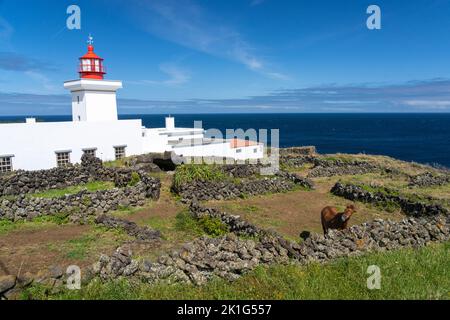 Le phare de Ponta das Contendas et un cheval sur l'île de Terceira, Açores, Portugal. Banque D'Images