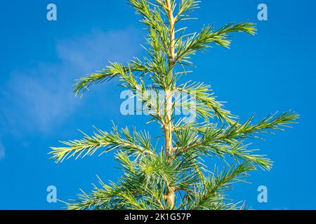 Branches avec aiguilles vert-bleu d'un cèdre libanais (Cedrus libani) Banque D'Images