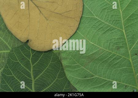 texture des feuilles de teck vert et brun sec Banque D'Images