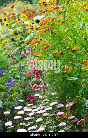 Coloré vivace été lit de fleur bordure Helenium Chine Aster dans le jardin fleurs Banque D'Images