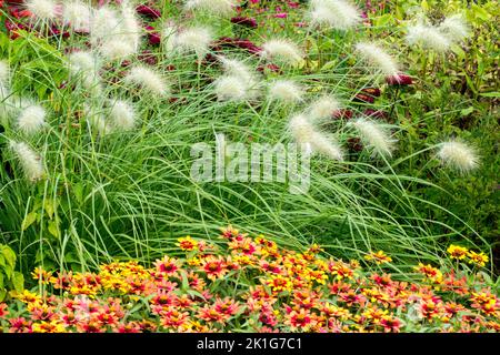 Herbe de fontaine, Feathertop Pennisetum villosum, Zinnias Border, lit de fleurs de jardin Banque D'Images