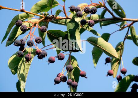 Amelanchier lamarckii baies de juin Amelanchier en branche Banque D'Images