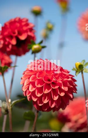 De superbes fleurs de dahlia rose foncé du nom de Zundert Mystery Fox, photographiées avec un objectif macro par temps ensoleillé au début de l'automne à RHS Wisley, Surrey Banque D'Images