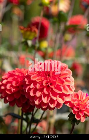 De superbes fleurs de dahlia rose foncé du nom de Zundert Mystery Fox, photographiées avec un objectif macro par temps ensoleillé au début de l'automne à RHS Wisley, Surrey Banque D'Images