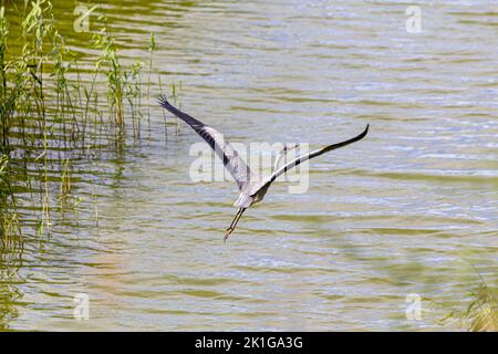 Un héron gris part du lac entre les roseaux clairsemés. Banque D'Images