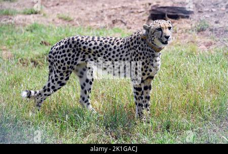 District de Sheopur, Inde. 17th septembre 2022. Les premiers Cheetahs sauvages libérés dans une zone de détention se trouvent dans le parc national de Kuno, à 17 septembre 2022, dans le Madhya Pradesh, en Inde. Les Cheetahs sont éteints en Inde depuis 75 ans et sont repeuplés en utilisant huit animaux de Namibie dans le cadre du projet Cheetah. Crédit: Bureau d'information de presse/PIB photo/Alamy Live News Banque D'Images