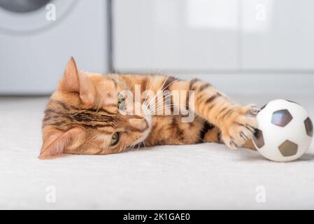 Le chat Bengale joue avec une balle sur le sol. Jouer à Cat. Banque D'Images