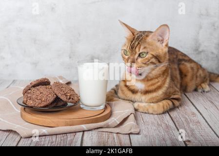 Chat Bengale, verre de lait et biscuits dans un bol sur une table en bois. Banque D'Images