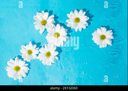 Marguerite blanche pâquerette fleurs en fleur flottant sur la surface de l'eau sur fond bleu. Banque D'Images