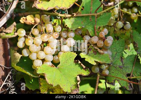 Bouquet de raisins poussant dans le vieux jardin de la maison en journée ensoleillée Banque D'Images