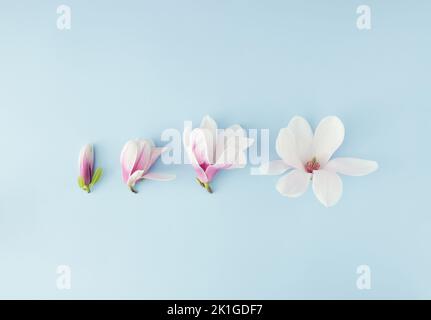 Spring scene with four magnolia flowers aligned on blue background. Stock Photo