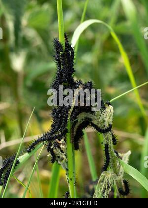 Une infestation de chenilles de Peacock Butterfly noires et poilues sur des tiges d'herbe, Leicestershire, Angleterre, Royaume-Uni Banque D'Images