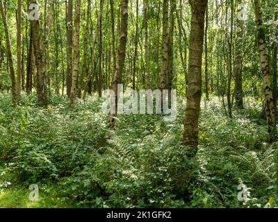 Bois de bouleau argenté (Betula pendula) dans la forêt nationale, Calke, Derbyshire, Angleterre, Royaume-Uni Banque D'Images