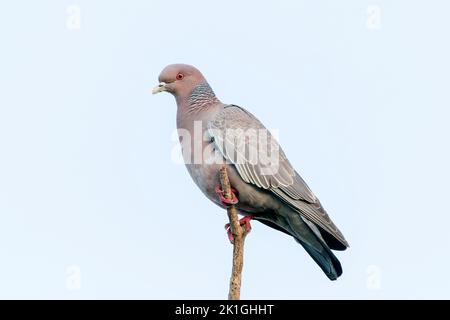 Picazuro pigeon, Patagioenas picazuro, adulte unique perché sur une branche d'arbre, Pantanal, Brésil Banque D'Images