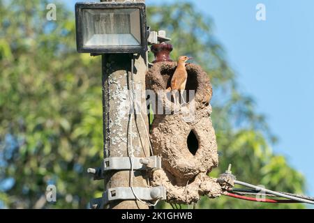 Hornero rufous, Furnarius rufus, nid de construction adulte unique de boue sur le mât télégraphique, Pantanal, Brésil Banque D'Images