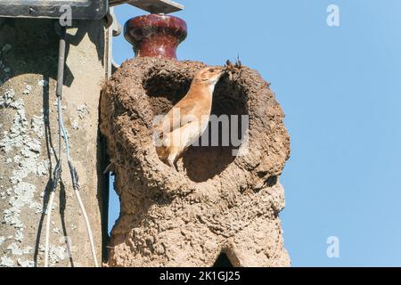 Hornero rufous, Furnarius rufus, nid de construction adulte unique de boue sur le mât télégraphique, Pantanal, Brésil Banque D'Images