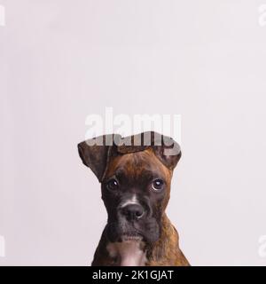 Gros plan d'un joli Boxer isolé sur fond blanc Banque D'Images