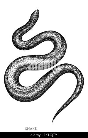 Collection d'illustrations vectorielles vintage pour animaux tropicaux. Serpent noir et blanc. Illustration de Vecteur